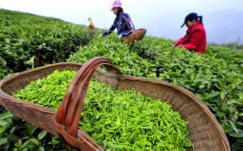 青島茶山門票多少錢？探討青島茶山風景區的價值與體驗